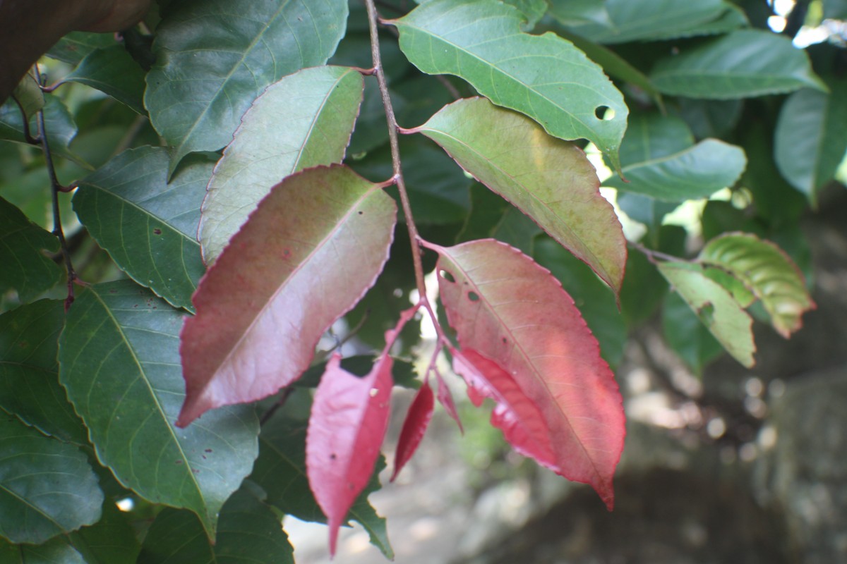 Homalium ceylanicum (Gardner) Benth.